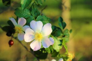 Flor de Rosa Mosqueta