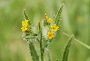 Ortiguilla (Amsinckia Calycina)