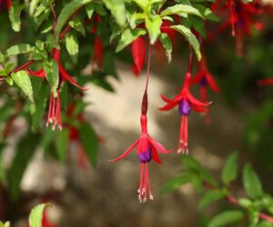 Chilco (Fuchsia magellanica)