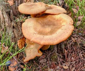 Hongo paxillus venenoso creciendo sobre madera y hojas en bosque patagonico