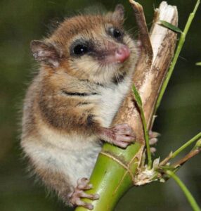Monito del monte