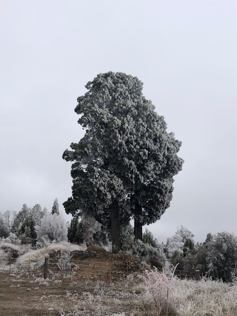 Escarcha en la Patagonia