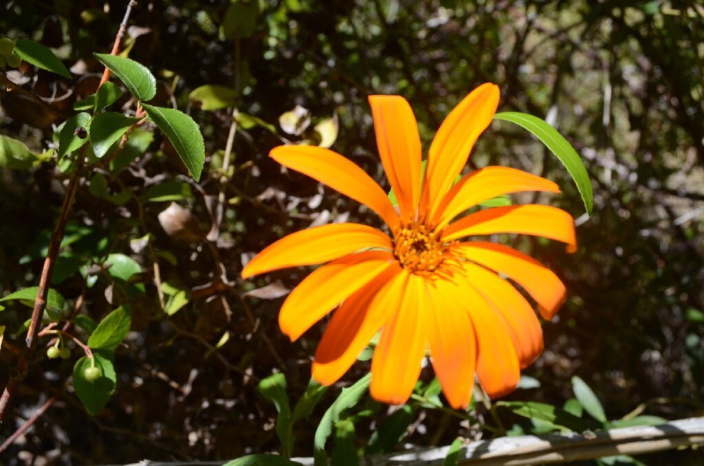 Mutisia decurrens, la flor patagónica