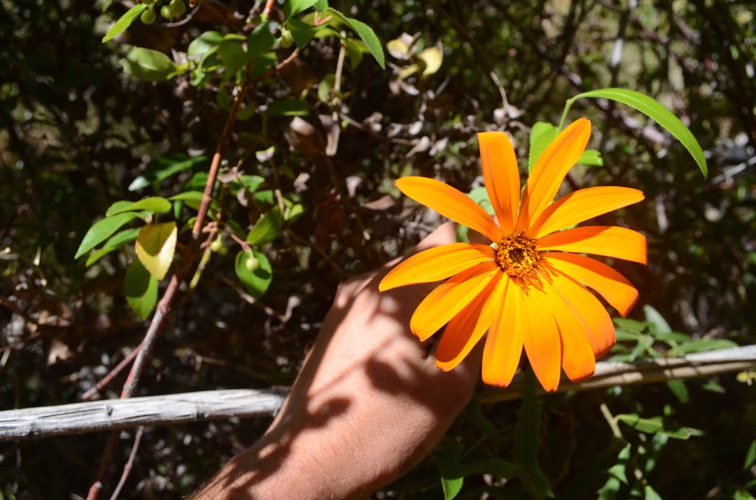 Mutisia decurrens, la flor patagónica