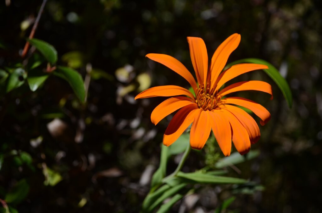 Mutisia decurrens: The Patagonian Flower