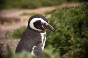 Reserva natural de Punta Tombo - Chubut
