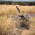 Reserva natural de Punta Tombo - Chubut