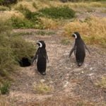 Reserva natural de Punta Tombo - Chubut