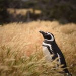 Reserva natural de Punta Tombo - Chubut