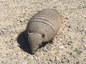 Piche Patagonico (Zaedyus pichiy)