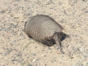 Piche Patagonico (Zaedyus pichiy)