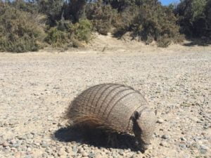 Piche Patagonico (Zaedyus pichiy)