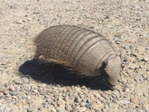 Piche Patagonico (Zaedyus pichiy)