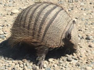Piche Patagonico (Zaedyus pichiy)