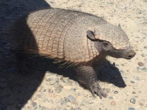 Piche Patagonico (Zaedyus pichiy)
