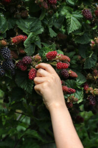 Moras en la Patagonia