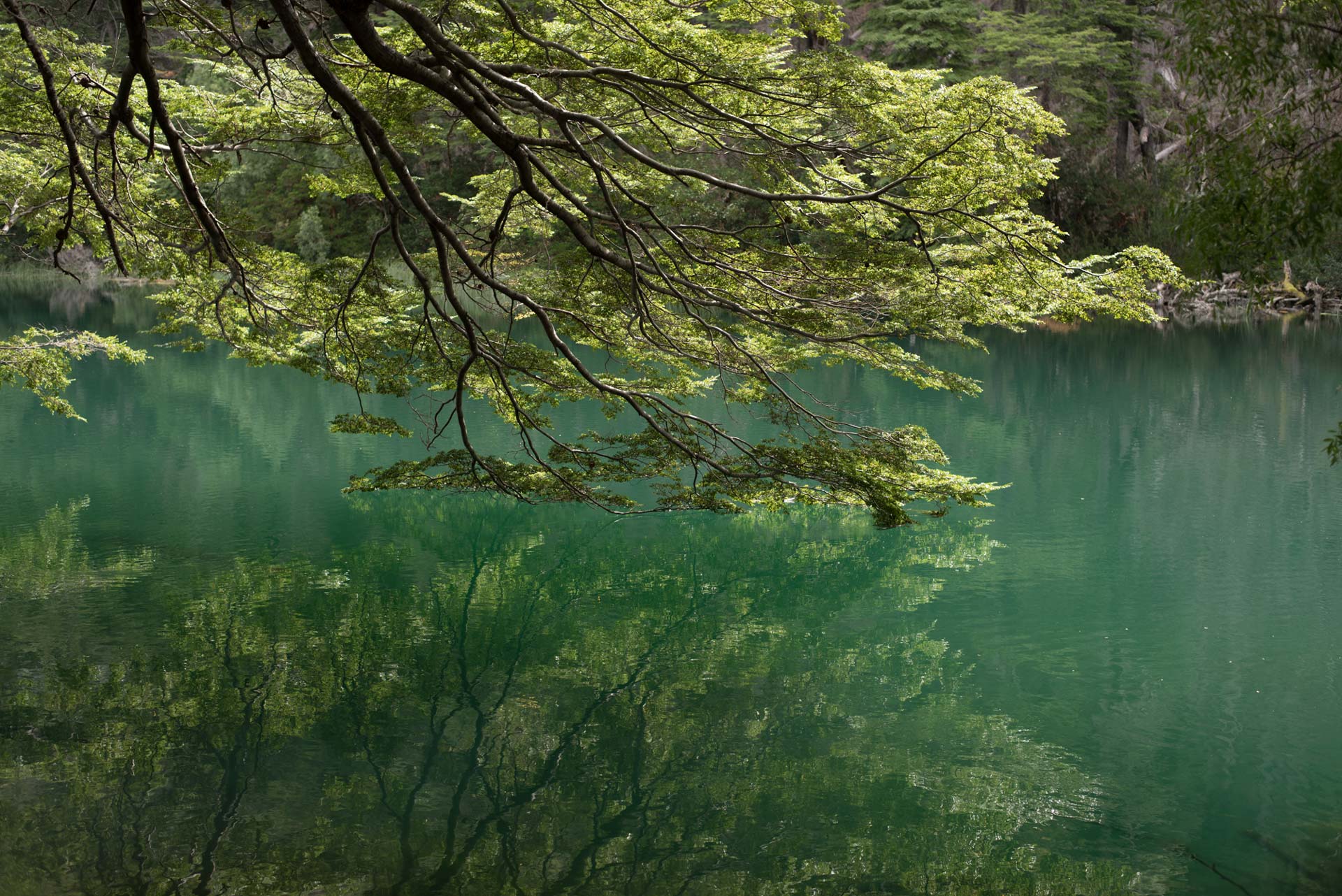 Discover Lake Rivadavia in Los Alerces National Park