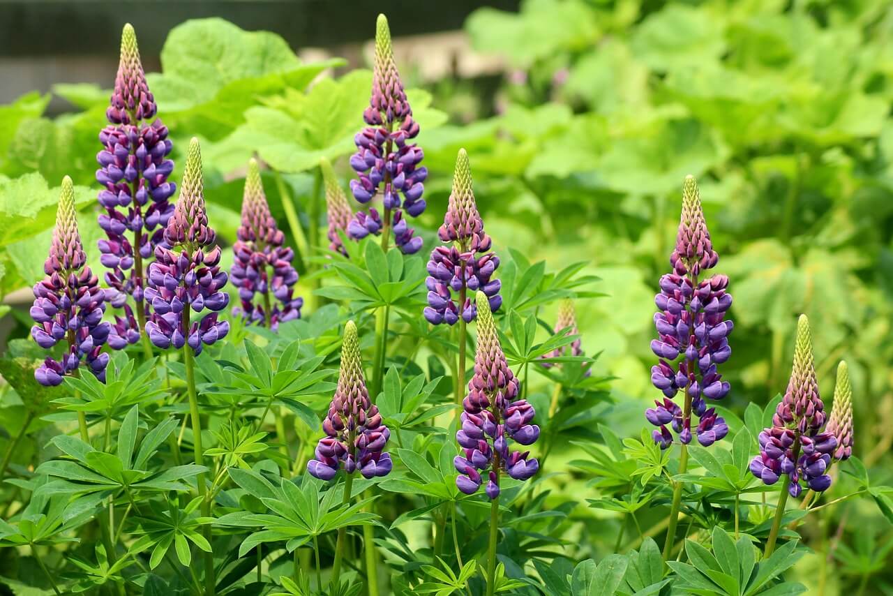Lupinos en la Patagonia