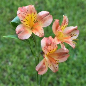 Amancay - Alstroemeria aurea