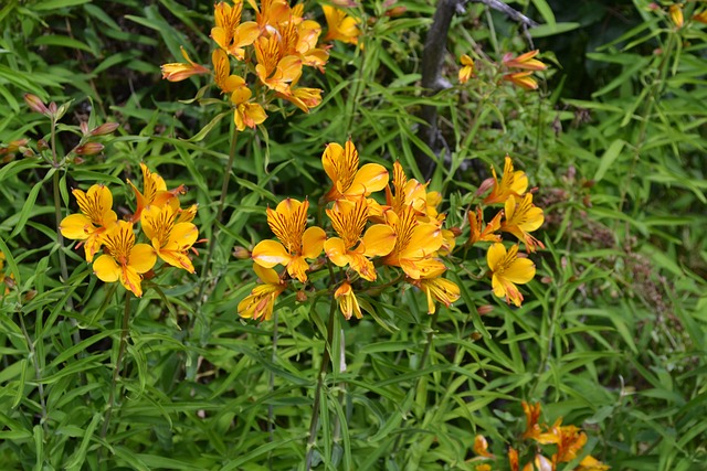 Amancay - Alstroemeria aurea