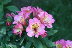 Amancay - Alstroemeria aurea