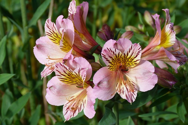 Amancay - Alstroemeria aurea