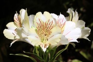Amancay - Alstroemeria aurea