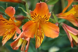 Amancay - Alstroemeria aurea