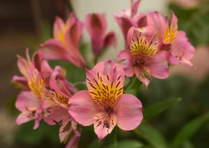 Amancay - Alstroemeria aurea