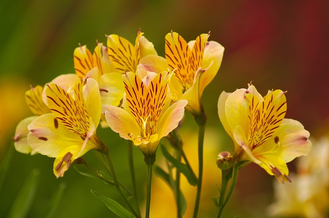 Amancay - Alstroemeria aurea