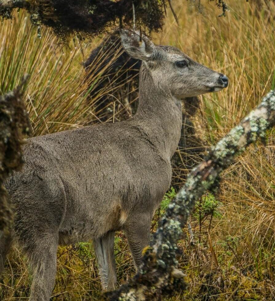 El huemul está en peligro de extinción