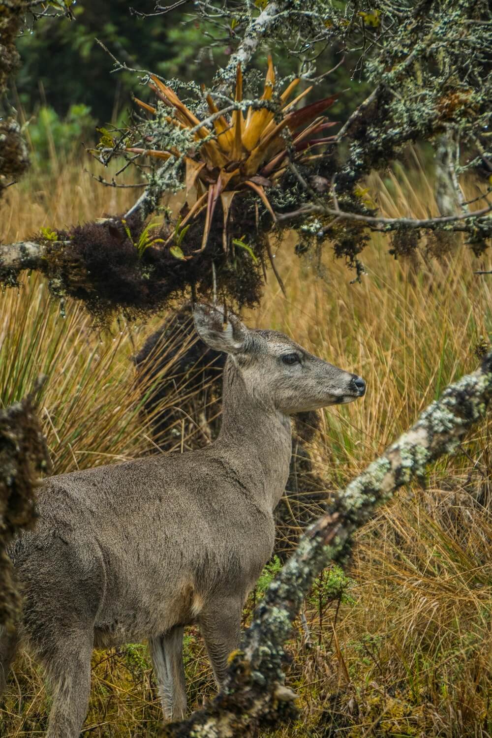 Endangerment of the Huemul: The Top 3 Causes