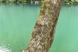 Lago Rivadavia - Parque Nacional Los Alerces