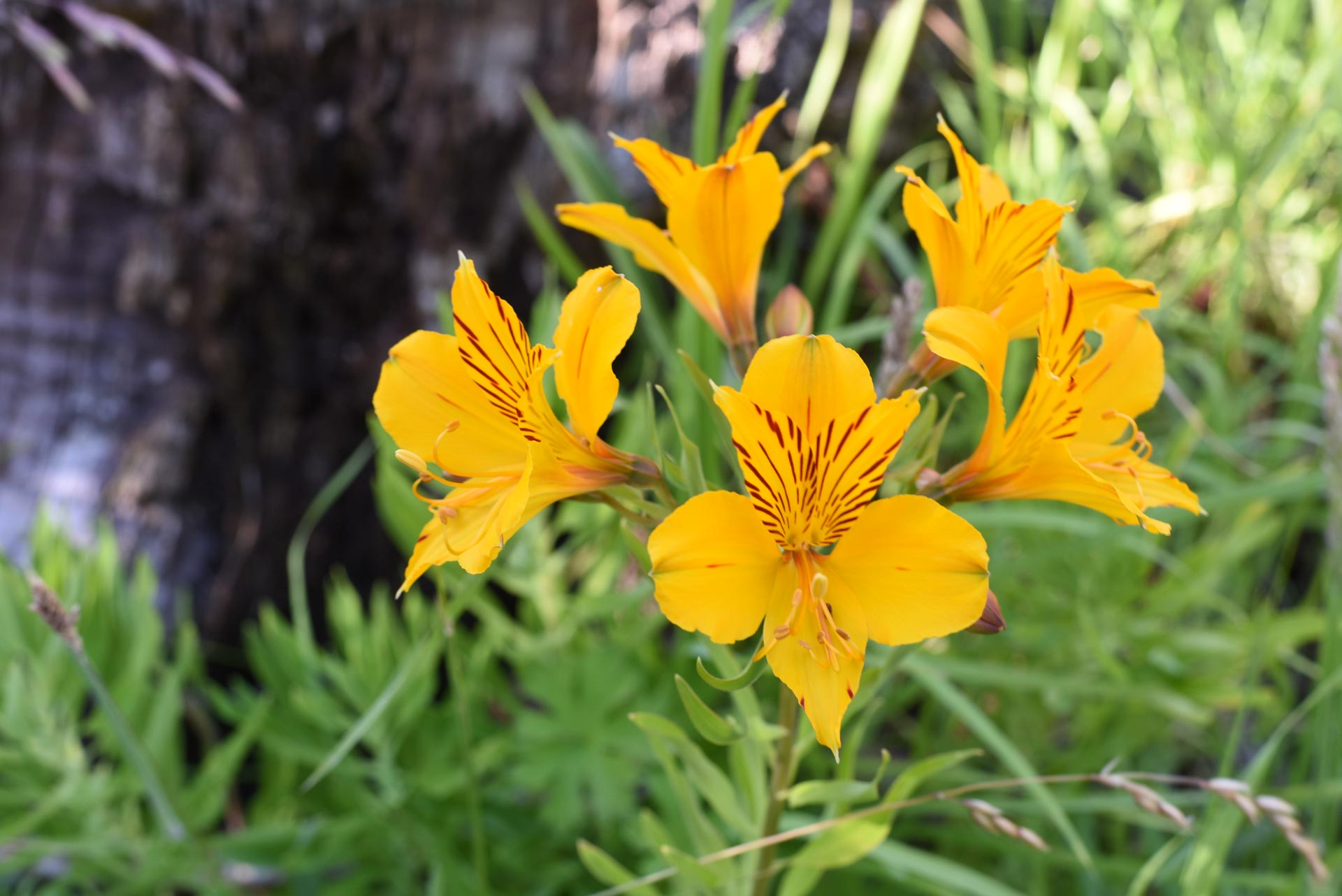 The Amancay Flower: A Jewel of Patagonia