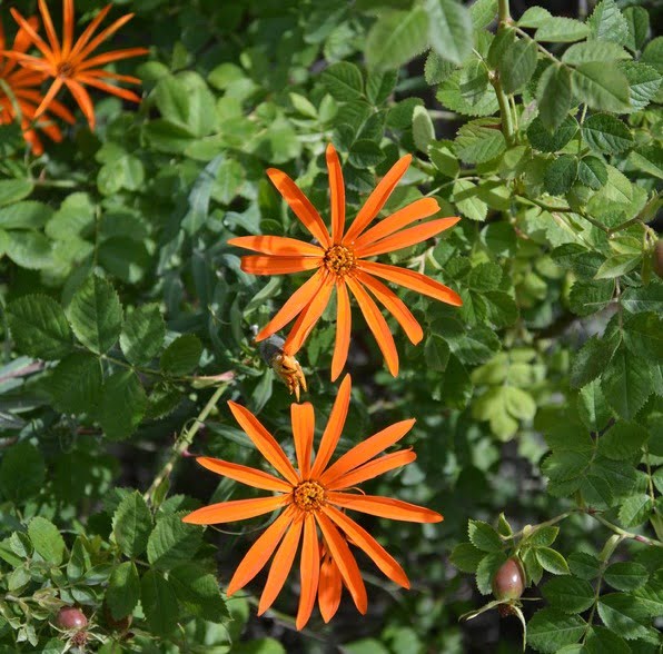 La flor patagónica