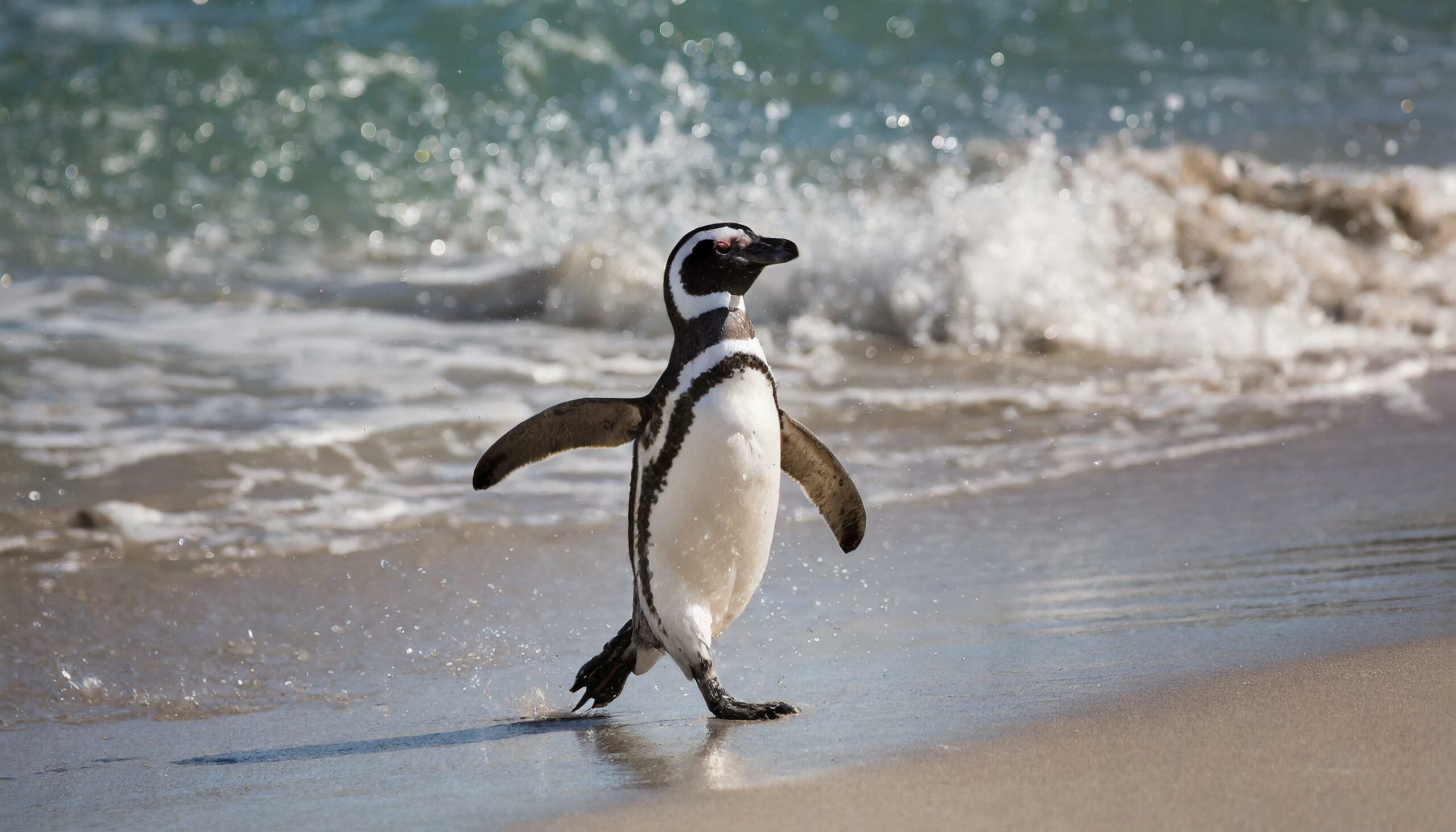 Punta Tombo: Home of the Magellanic Penguins