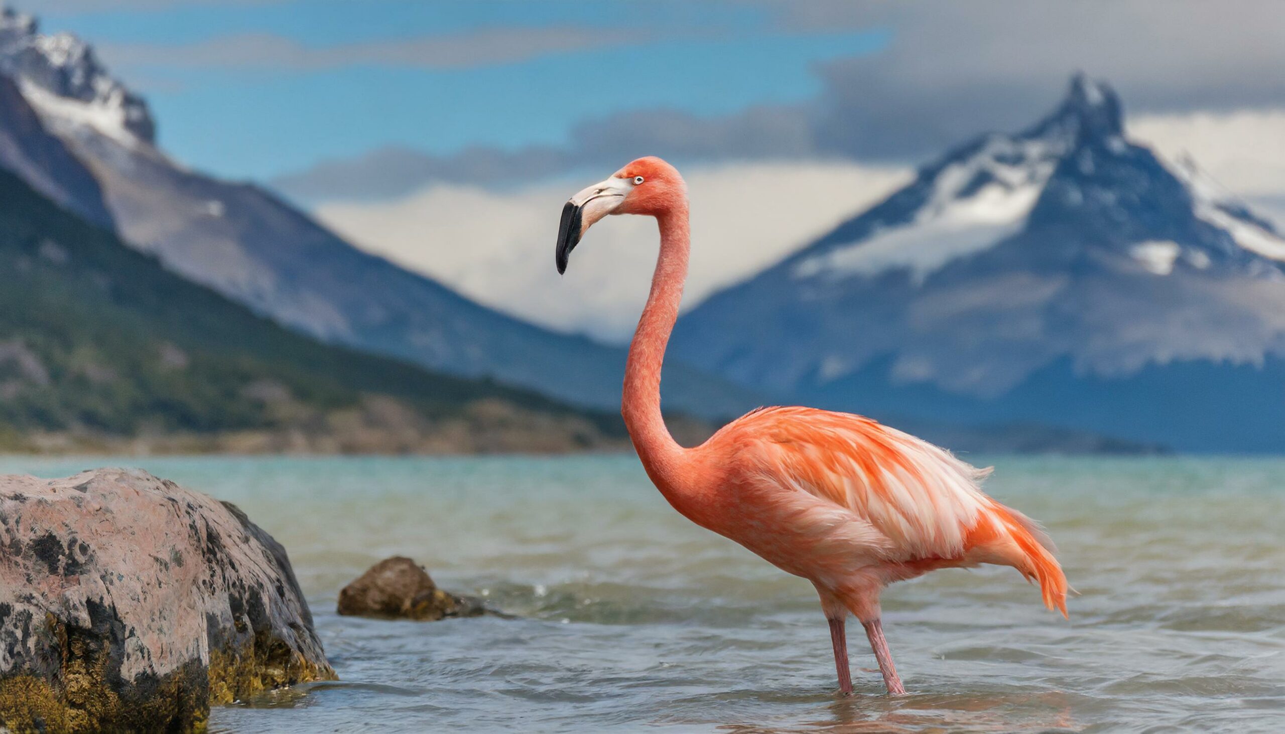 ¿Flamingos in Patagonia? A Natural Spectacle