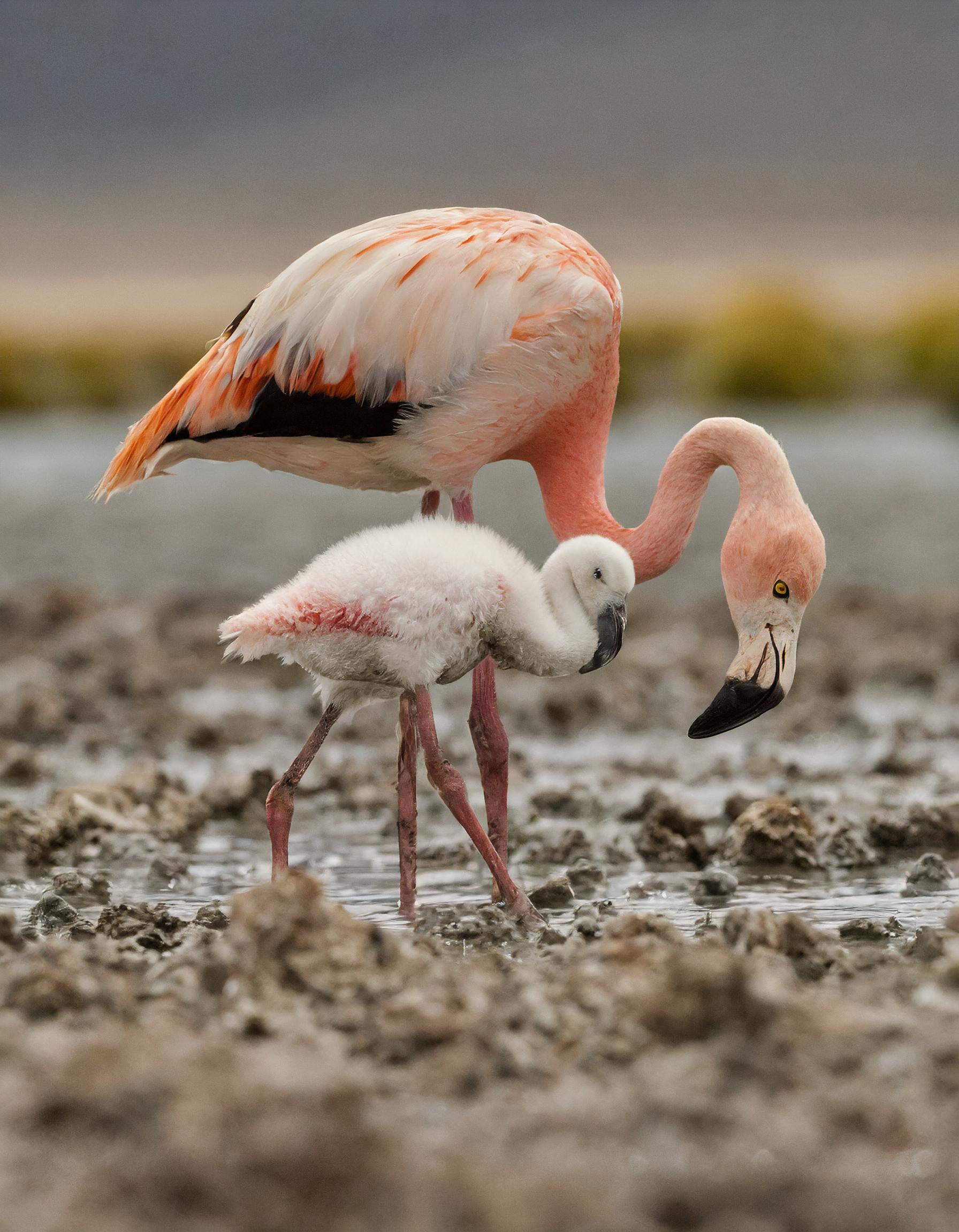 Un flamenco Phoenicoparrus andinus cuidando a su cría en la Patagonia