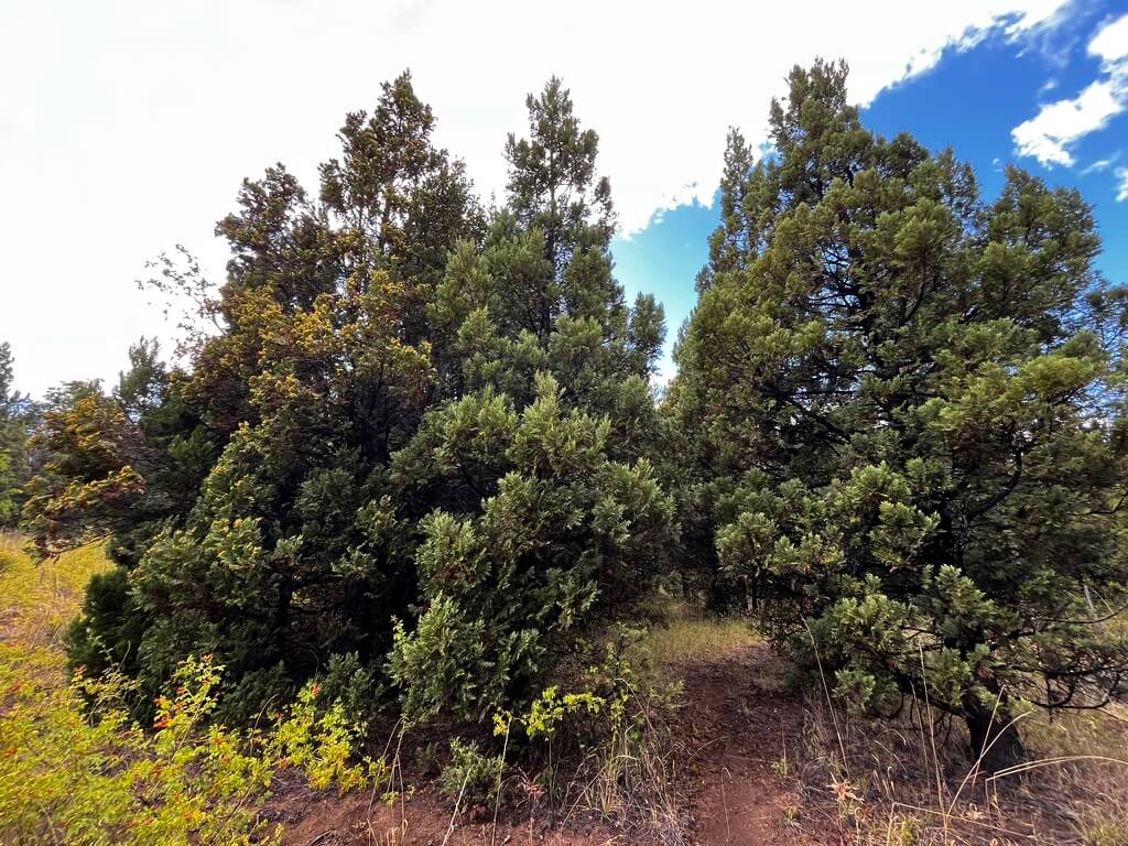 Arboles de la Patagonia - Cipres de la cordillera (austrocedrus chilensis)