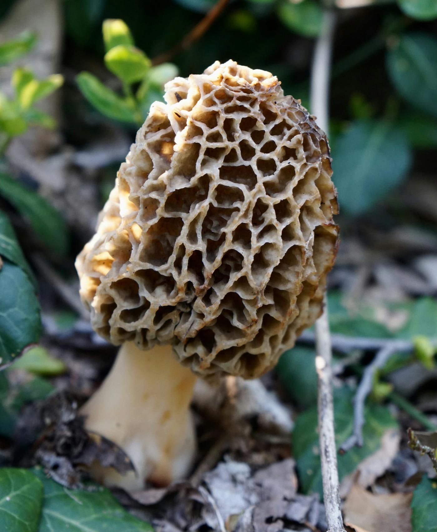 ¿Where Do Morels Grow and What Do They Taste Like?