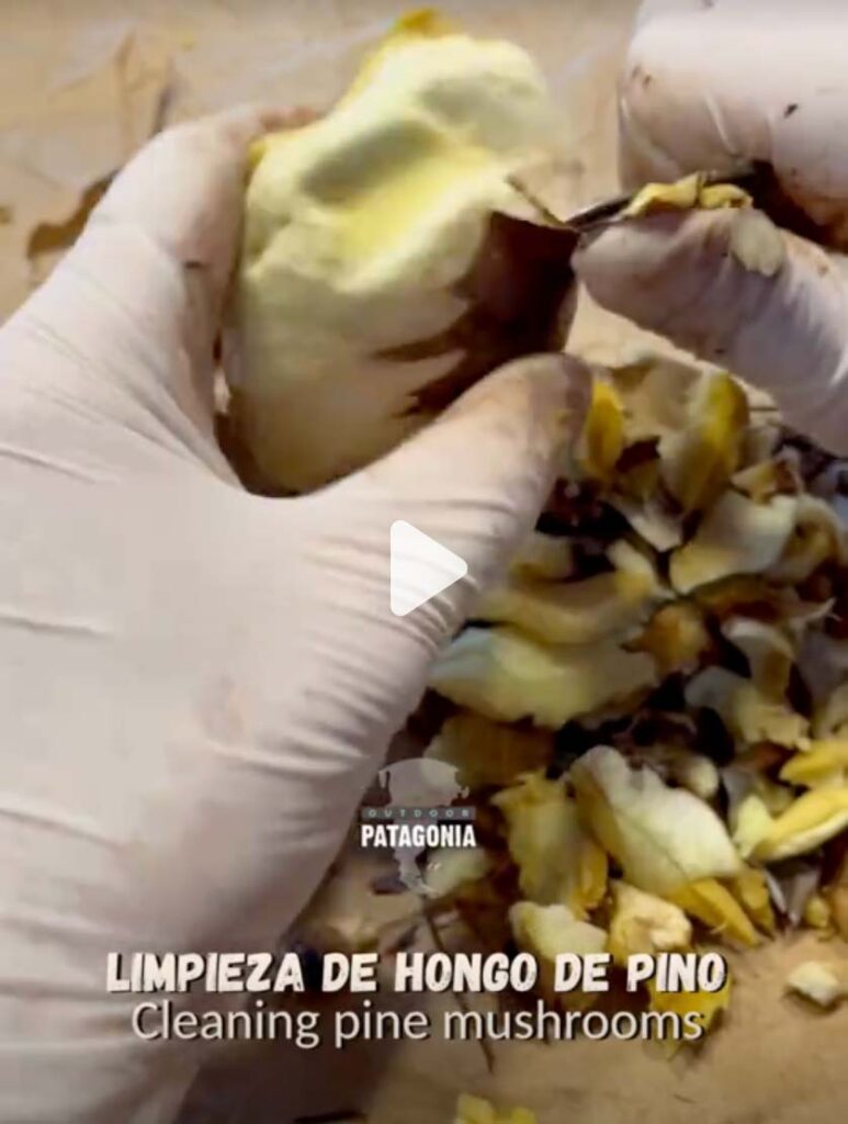 Video cleaning pine mushroom - Outdoor Patagonia