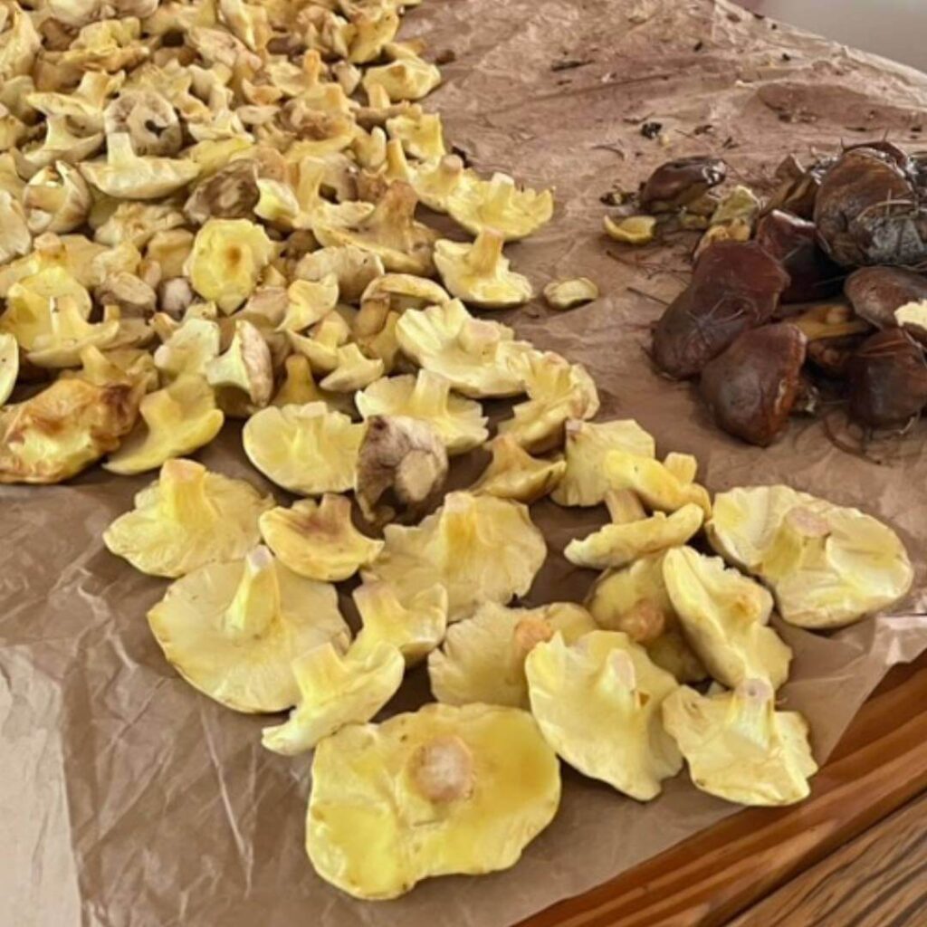 Pine Mushroom Cleaning