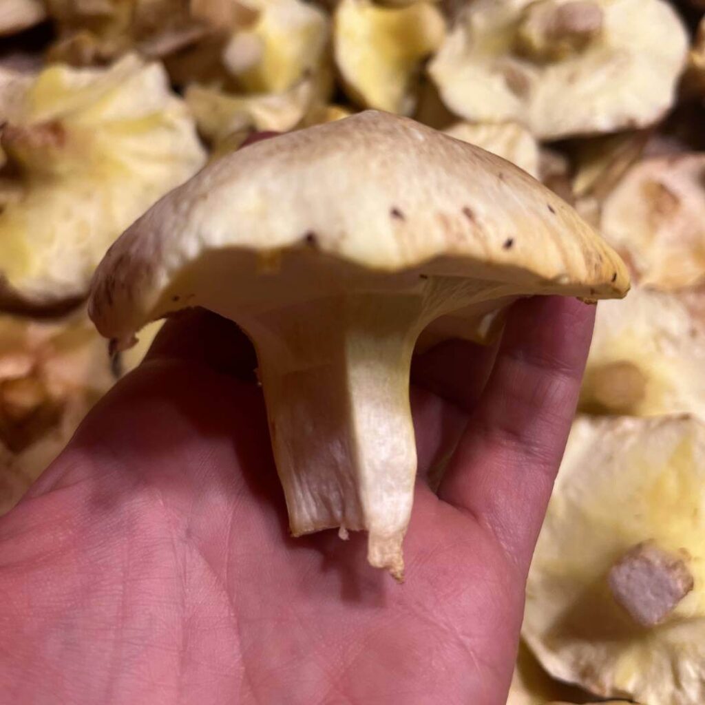 Pine Mushroom