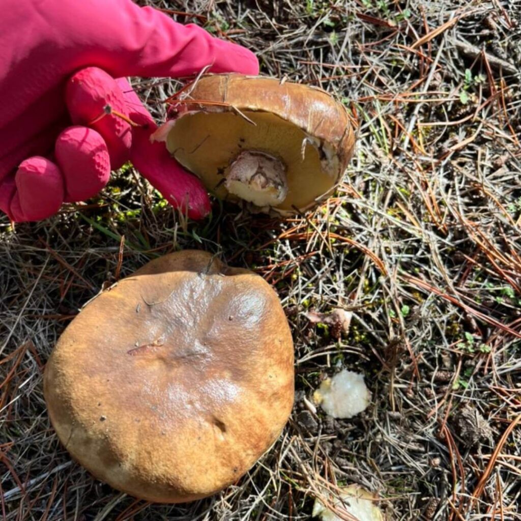 Pine mushroom harvesting