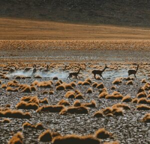 Guanacos en grupo corriendo por la estepa