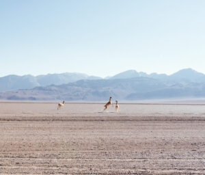 Guanacos peleándose en su habitat natural