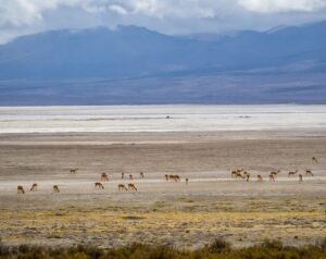 Manda de guanacos en la estepa