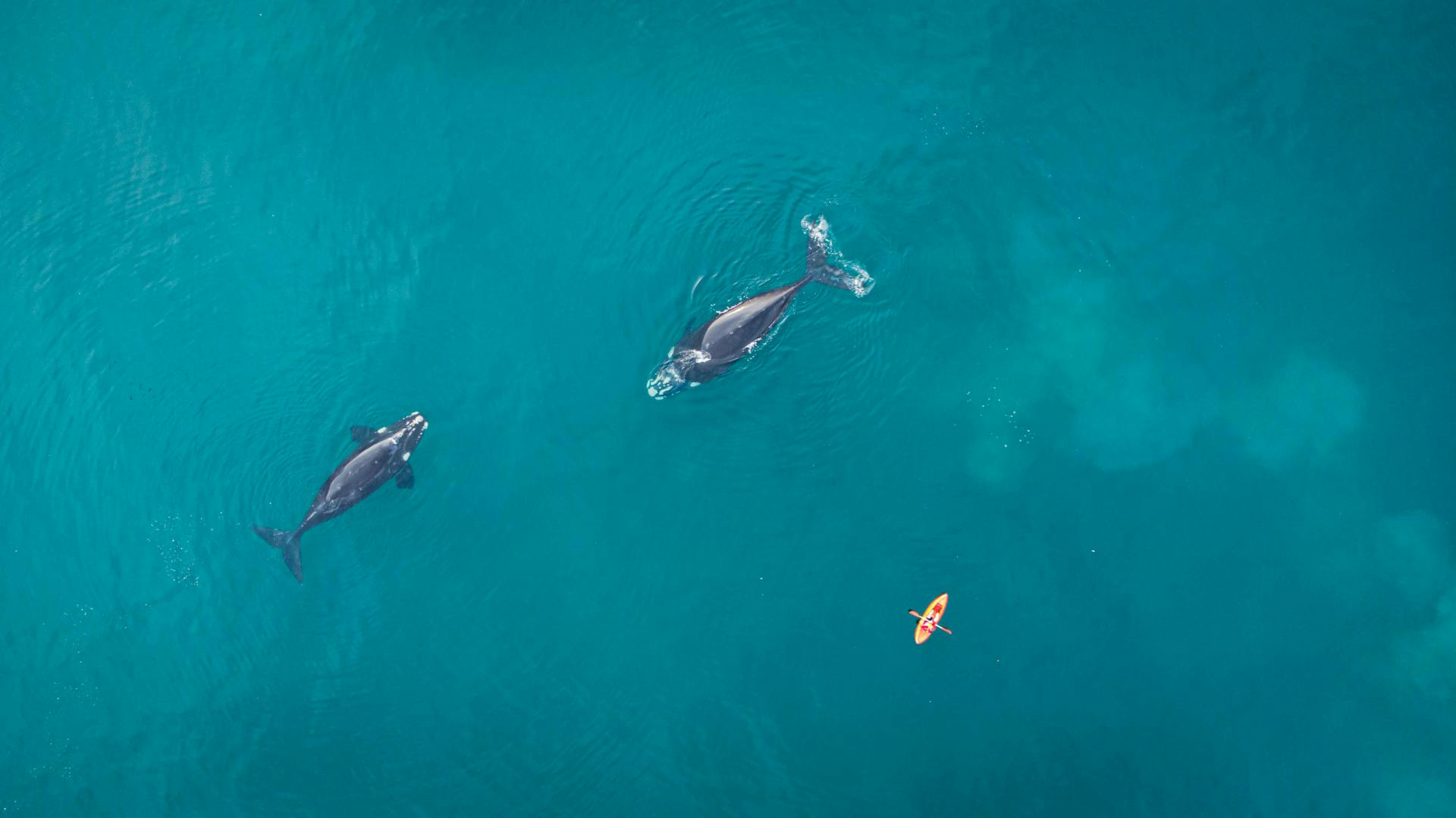 Ballena Franca Austral