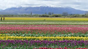 Campo de tulipanes - Trevelin