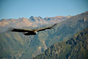 Condor Andino